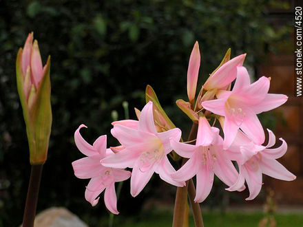 Azucena de flor rosada - Flora - IMÁGENES VARIAS. Foto No. 4520