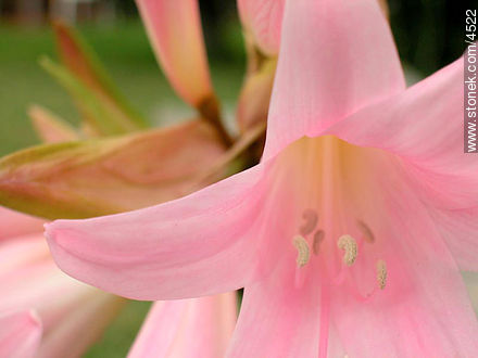 Azucena de flor rosada - Flora - IMÁGENES VARIAS. Foto No. 4522