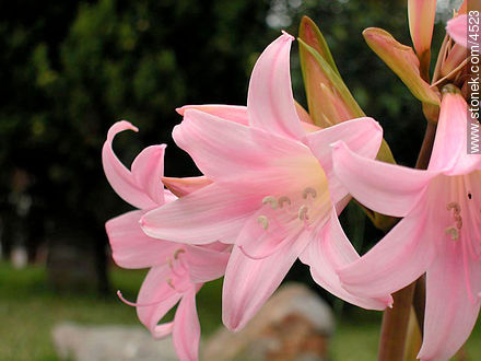 Azucena de flor rosada - Flora - IMÁGENES VARIAS. Foto No. 4523