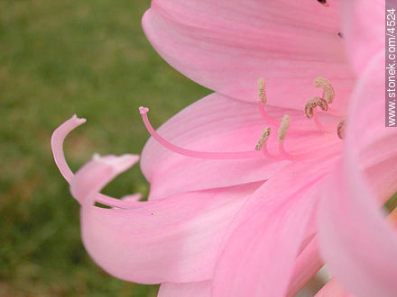 Pink flower lily - Flora - MORE IMAGES. Photo #4524