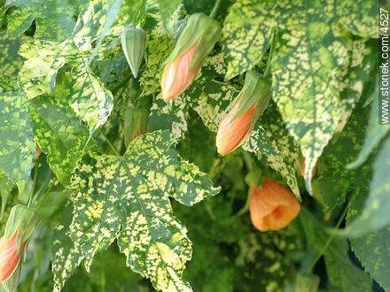  - Flora - IMÁGENES VARIAS. Foto No. 4527