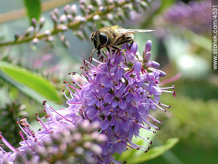 Verónica - Flora - IMÁGENES VARIAS. Foto No. 4531