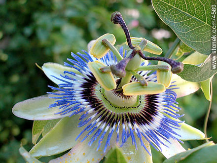 Flor de Mburucuyá. Pasionaria - Flora - IMÁGENES VARIAS. Foto No. 4580