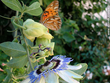 Butterfly and mburucuyá flower - Flora - MORE IMAGES. Photo #4581
