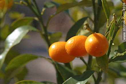  - Flora - IMÁGENES VARIAS. Foto No. 4924