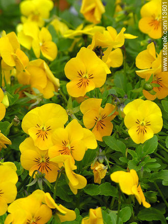 Minipensamientos amarillos - Flora - IMÁGENES VARIAS. Foto No. 13601