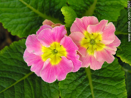 Prímulas - Flora - IMÁGENES VARIAS. Foto No. 13607