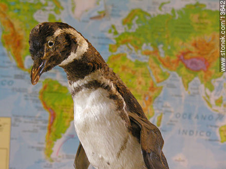  -  - IMÁGENES VARIAS. Foto No. 13642