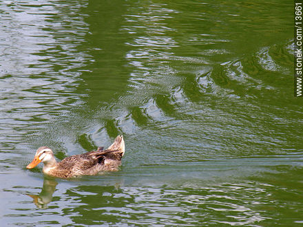 Pato en el lago - Fauna - IMÁGENES VARIAS. Foto No. 13661