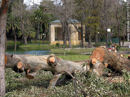 Restos de árboles caídos por el temporal del 23 de agosto de 2005 - Departamento de Montevideo - URUGUAY. Foto No. 13756