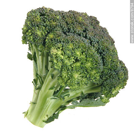 Broccoli -  - MORE IMAGES. Photo #8794