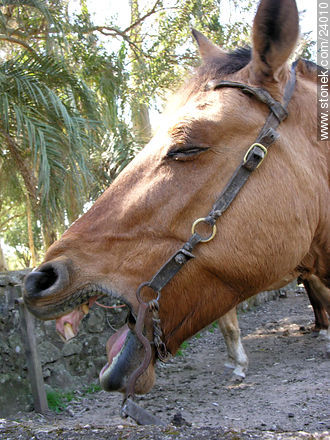 Horse neigh - Department of Florida - URUGUAY. Photo #24010