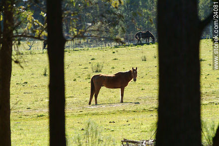  - Departamento de Florida - URUGUAY. Foto No. 24081