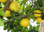 Pomelos - Foto #24157