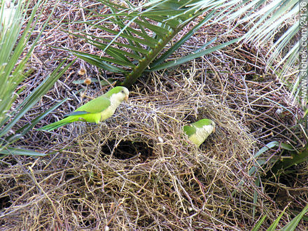 Nest of parrots - Department of Florida - URUGUAY. Photo #24136