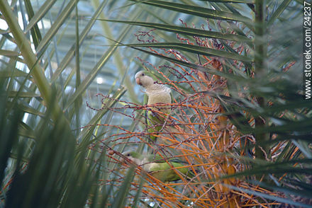 Cotorras en su nido - Departamento de Florida - URUGUAY. Foto No. 24237