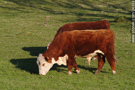 Vacas - Departamento de Florida - URUGUAY. Foto No. 24303