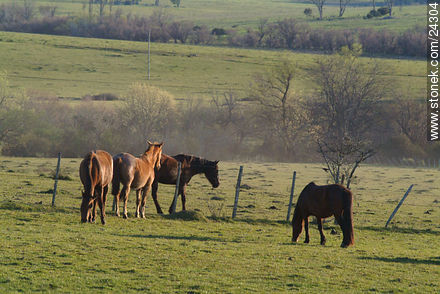  - Departamento de Florida - URUGUAY. Foto No. 24304